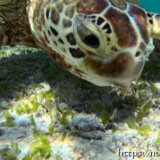 海底の藻にかぶりつくウミガメ