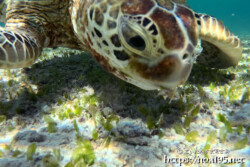 海底の藻にかぶりつくウミガメ