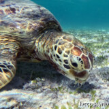 海底の藻にかぶりつくウミガメ