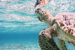 海面へ向かうウミガメ