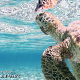 海面へ向かうウミガメ