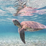 海中を漂うウミガメ