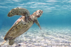 海面に向かって羽ばたくウミガメ