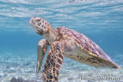 カメラが気になるウミガメ