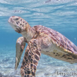 カメラが気になるウミガメ