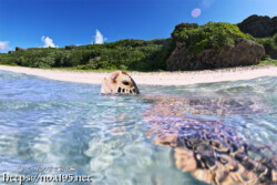 海面に顔を出したウミガメ