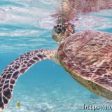 海面で息継中のウミガメ