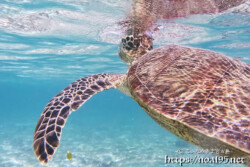 海面で息継中のウミガメ