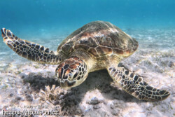 海底で食事中のウミガメ