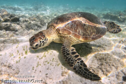 海底で食事中のウミガメ