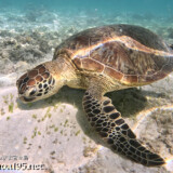 海底で食事中のウミガメ