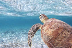 浮上するウミガメ