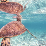 海面で息継中のウミガメ