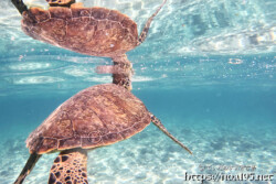 海面で息継中のウミガメ