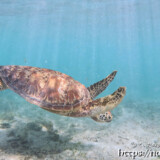 泳ぐウミガメと降り注ぐ光の帯