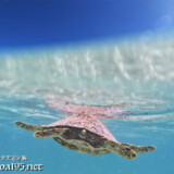 海面を漂うウミガメと青空