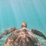ウミガメに降り注ぐ光の帯