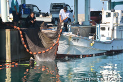 網に入った魚を収穫する海人-佐良浜漁港