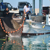 網に入った魚を収穫する海人-佐良浜漁港