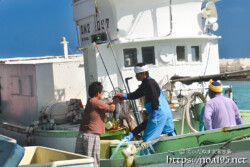 カツオを手渡す海人-佐良浜漁港