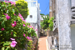 花の咲く路地-佐良浜集落