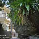 路地にはみ出した岩-佐良浜集落