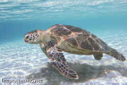 カメラが気になるウミガメ