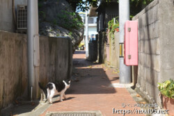 路地を歩く島猫-佐良浜集落