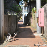 路地を歩く島猫-佐良浜集落