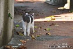 路地を歩く島猫-佐良浜集落