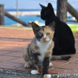 路地で出会った島猫-佐良浜集落