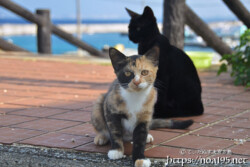 路地で出会った島猫-佐良浜集落