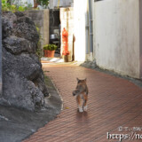 路地を歩く島猫-佐良浜集落
