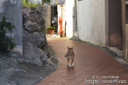 路地を歩く島猫-佐良浜集落