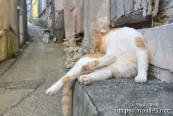 路地でくつろぐ島猫-佐良浜集落