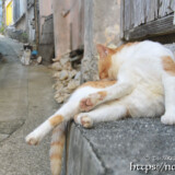 路地でくつろぐ島猫-佐良浜集落