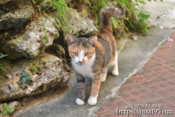 路地で出会った島猫-佐良浜集落