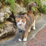 路地で出会った島猫-佐良浜集落