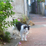 路地に出てきた島猫-佐良浜集落