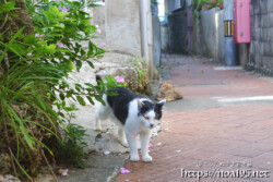 路地に出てきた島猫-佐良浜集落