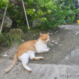 民家の庭でくつろぐ島猫-佐良浜集落