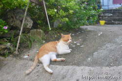 民家の庭でくつろぐ島猫-佐良浜集落