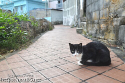 路地で出会った島猫-佐良浜集落