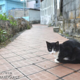 路地で出会った島猫-佐良浜集落