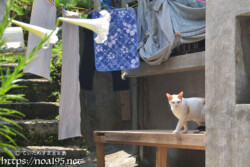 民家の庭にいた島猫-佐良浜集落