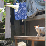 民家の庭にいた島猫-佐良浜集落