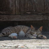軒下でお昼寝中の島猫-佐良浜集落