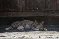 軒下でお昼寝中の島猫-佐良浜集落