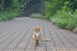 通せんぼする島猫-佐良浜集落