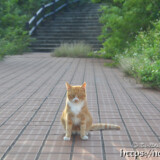 通せんぼする島猫-佐良浜集落
